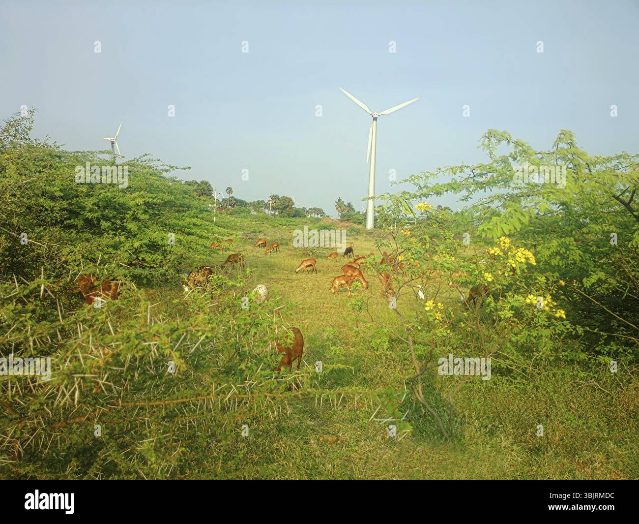 Effettuare riprese a colori moderni idillio rustico (pastorale, luogo accogliente) in India. Fine-wooled agnello indiano, fico d'india di acacia, di arbusti da fiore, guardabuoi (Bubulc Foto Stock