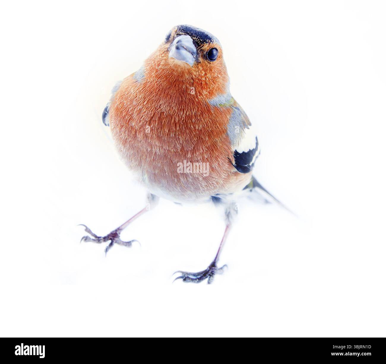 Chaffinch (Fringilla coelebs) l'uccello più comune d'Europa, gli uccelli della foresta, i fringuelli, il becco spesso, gli uccelli granivori - maschio in un brillante piumaggio di riproduzione su whi Foto Stock