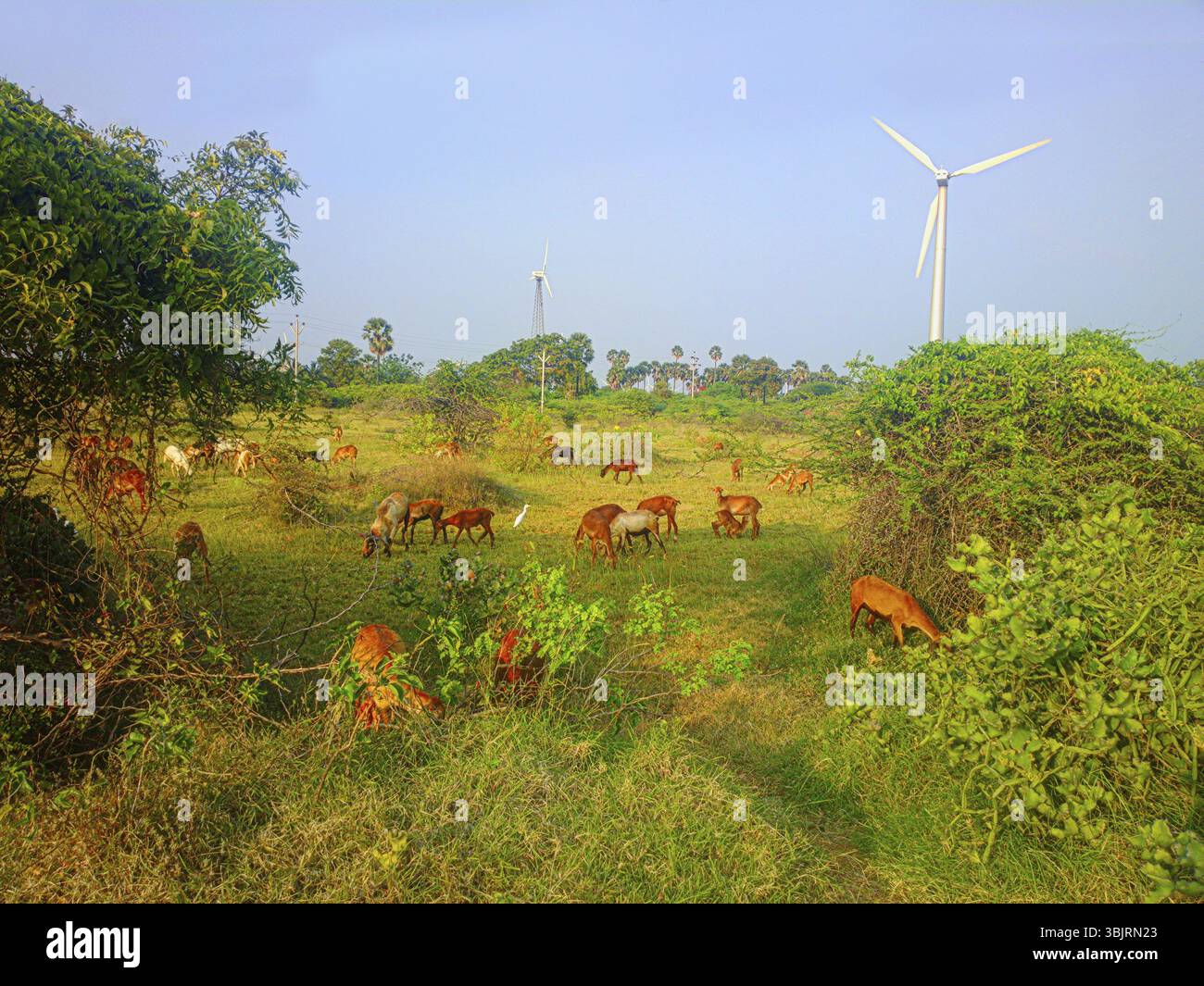 Moderno e colorato idillio rustico (pastorale, luogo accogliente) in India. Fine-wooled agnello indiano, fico d'india di acacia, di arbusti da fiore, guardabuoi (Bubulcus ibis) Foto Stock