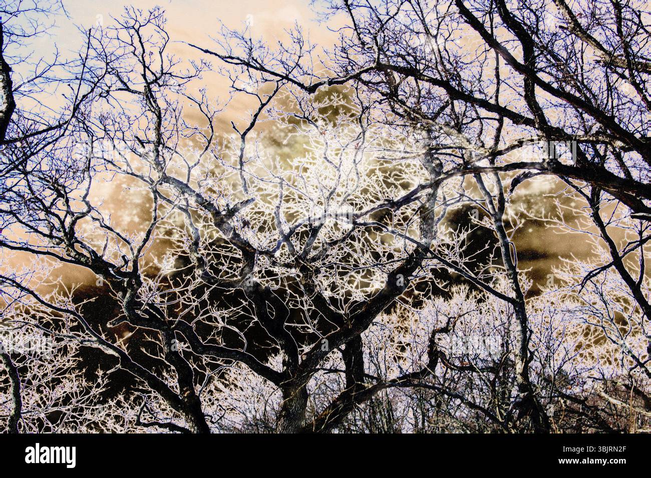 Foresta Misteriosa da wunter fiaba Foto Stock