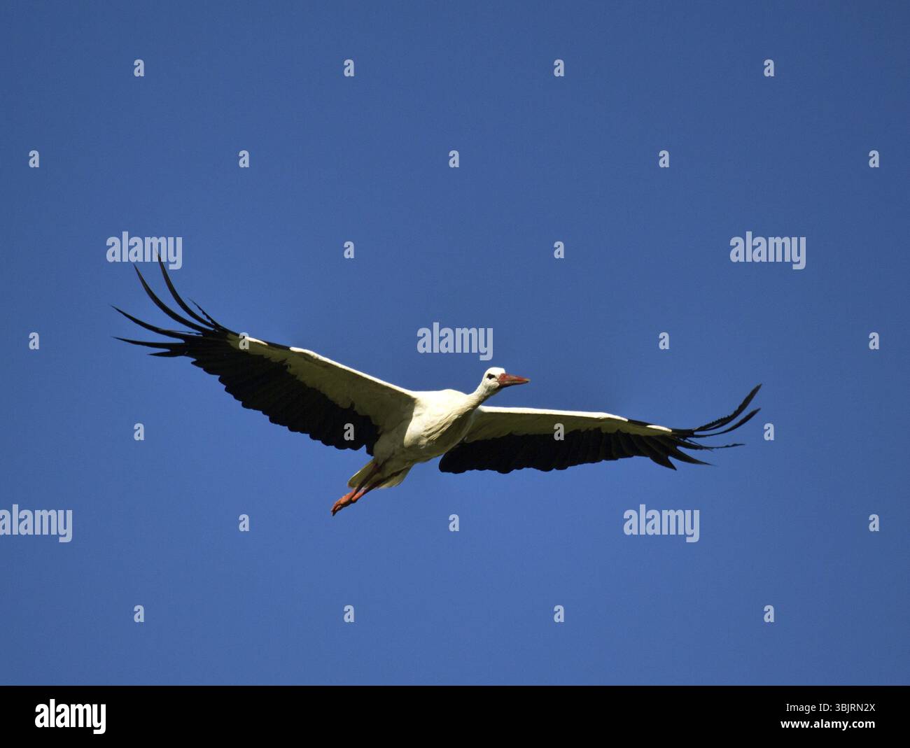 Flying cicogna bianca (Ciconia ciconia) close up di cielo blu. Le rane e serpenti mangiatore. Simbolo della casa e la gravidanza Foto Stock