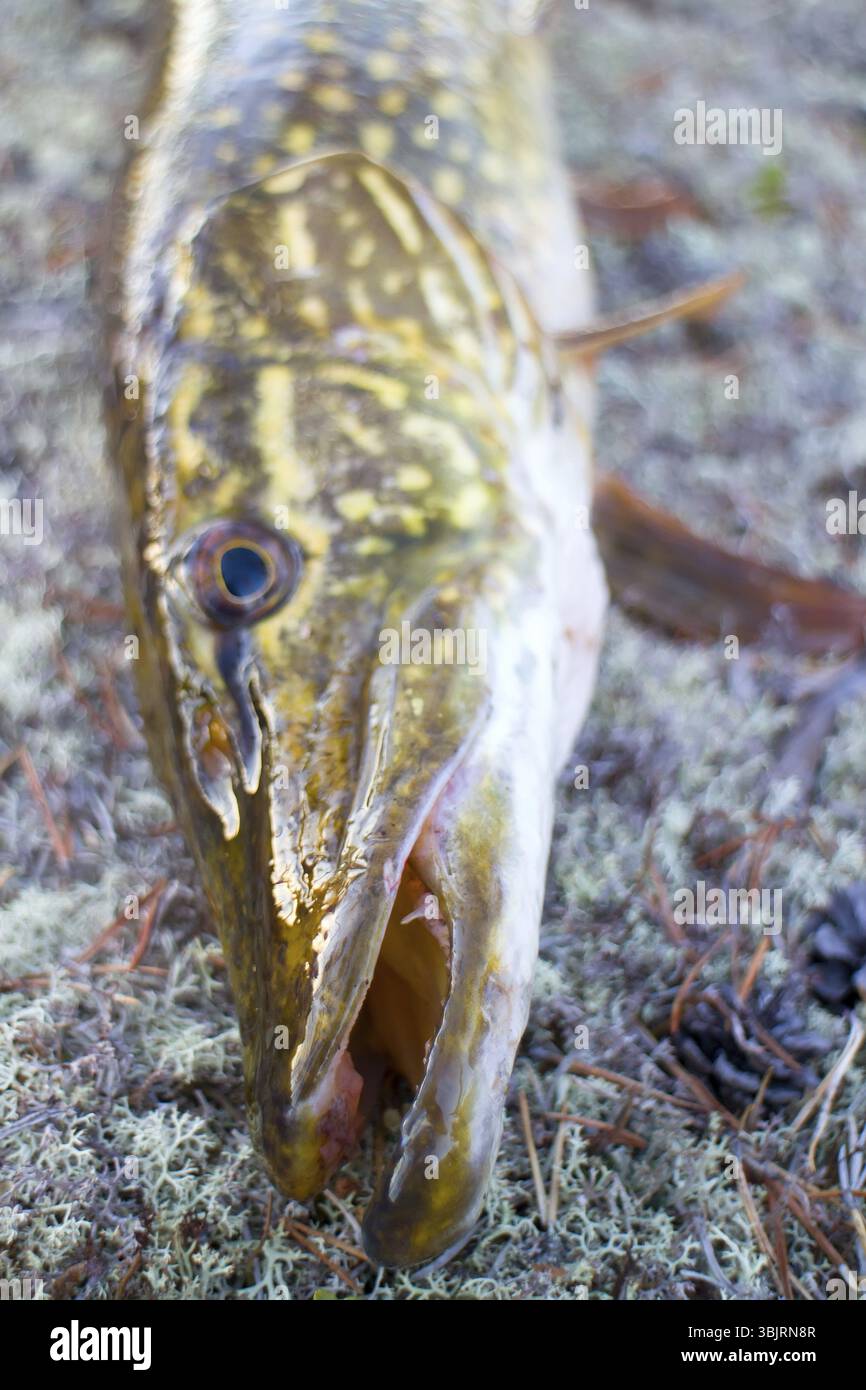 Pesca di pesci grossi del nord Scandinavia Finnmark Foto Stock