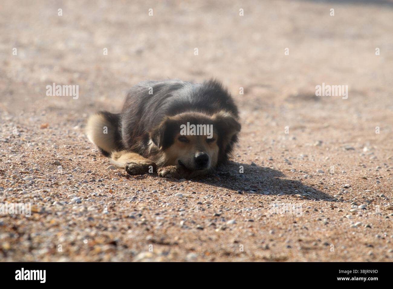 I cani randagi sulle spiagge di Goa e Kerala. Shaggy motley animale. Il cane guarda fedelmente al capofamiglia potenziale e proprietario Foto Stock