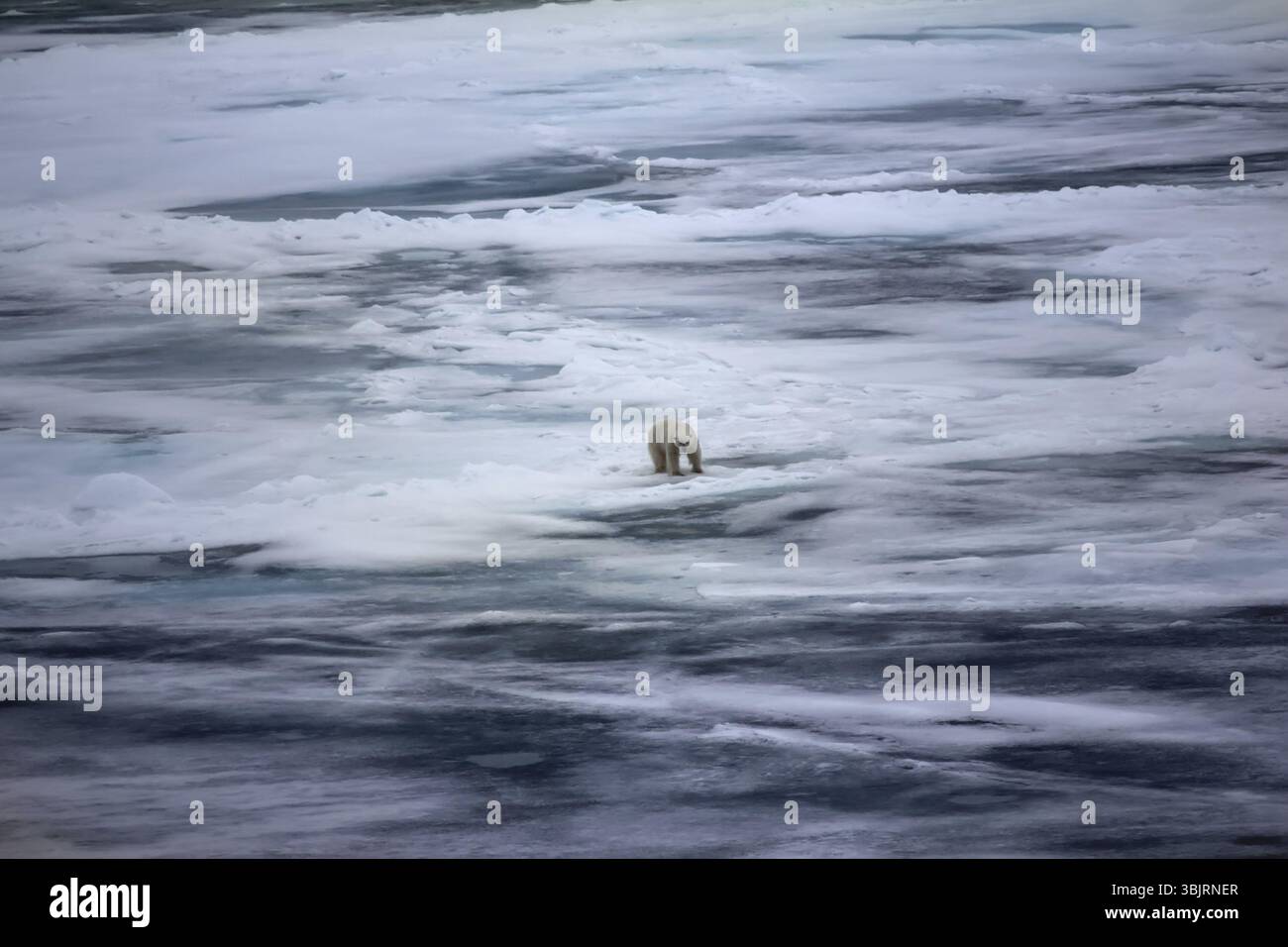 Orso polare vicino al Polo Nord (86 e 87 gradi) 2016. Il comportamento di caccia. Maschio nella caratteristica posa, in attesa presso la tenuta vicino al foro (postura mettendo le gambe per Foto Stock