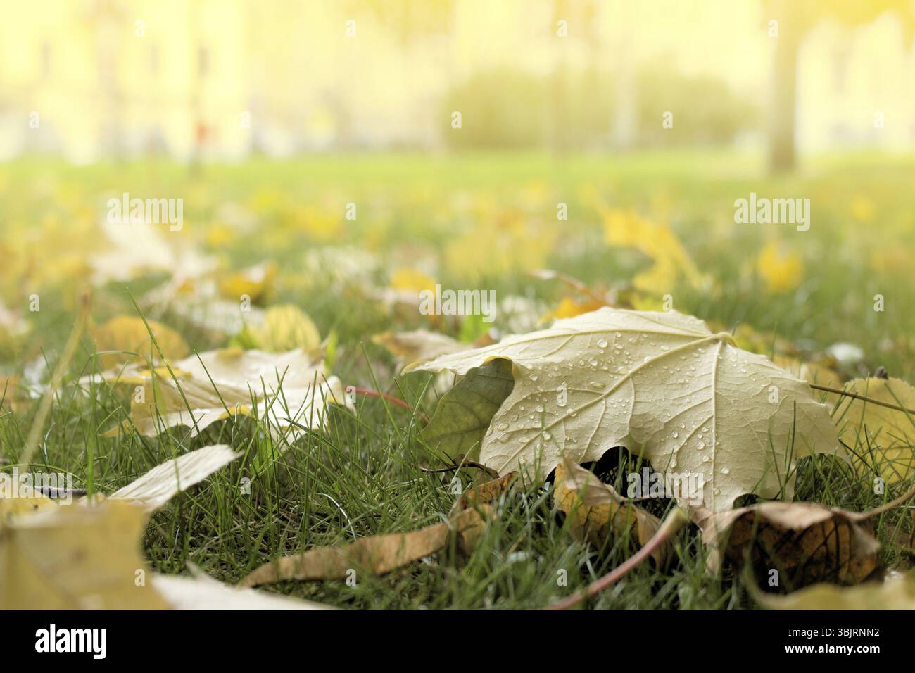 Arrivato primo immagini e fotografie stock ad alta risoluzione - Alamy
