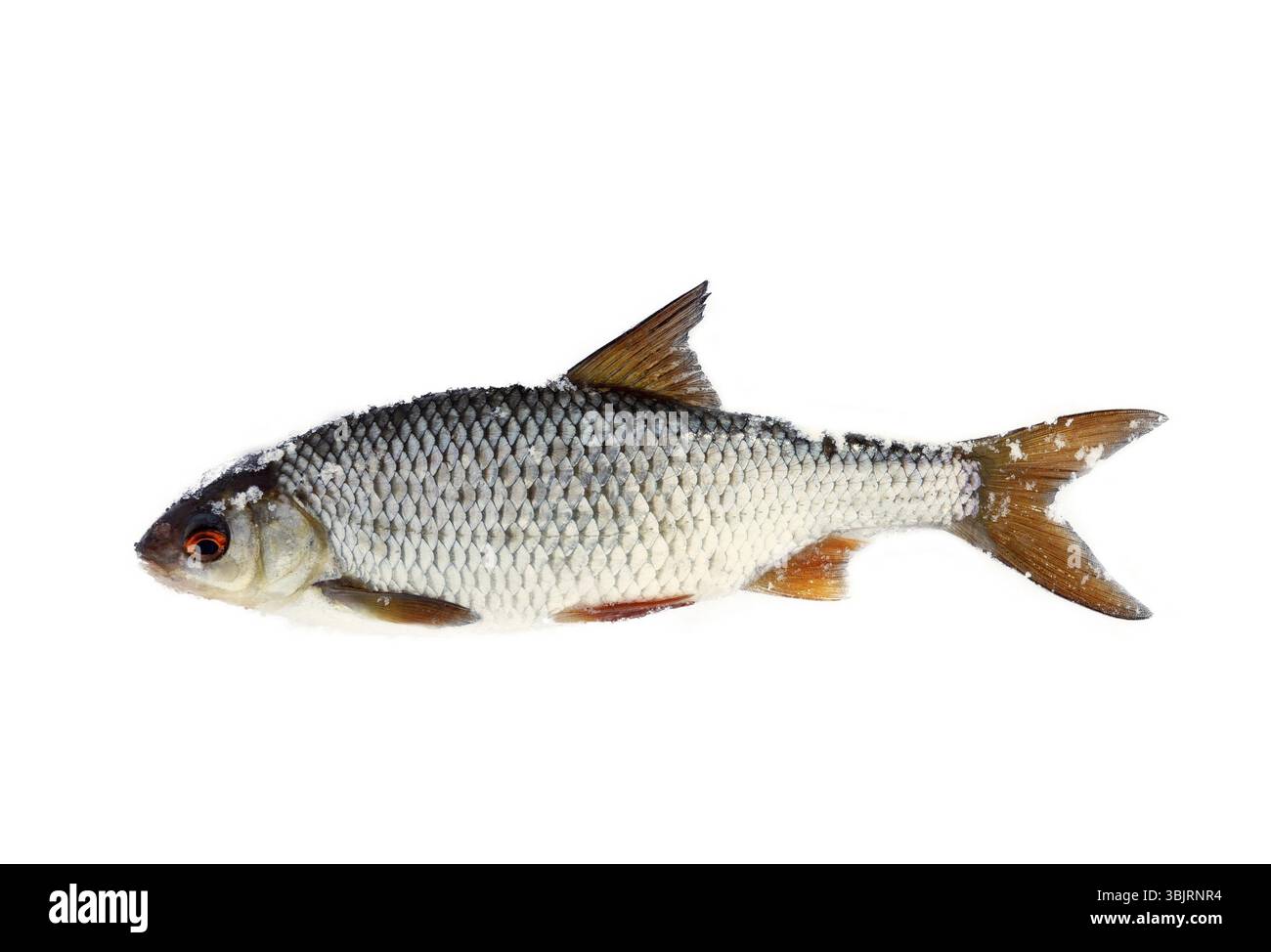 Unione roach (Rutilus rutilus) con i fiocchi di neve su scale isolate su sfondo bianco. Pesca sul ghiaccio Foto Stock