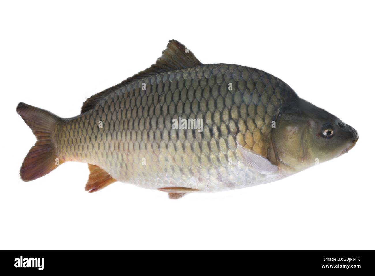 Carpa europea (Cyprinus carpio) oggetto principale della pesca sportiva, posto di primo piano in acquacoltura dai tempi di Roma e dell'Impero celeste, parte tradizionale o Foto Stock