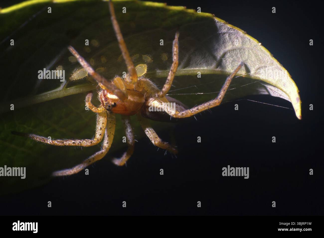 Wolf spider (Lycosidae) sulla foglia verde. Finestra nel mondo di ultra macro, tundra di montagna più a nord del circolo polare artico Foto Stock