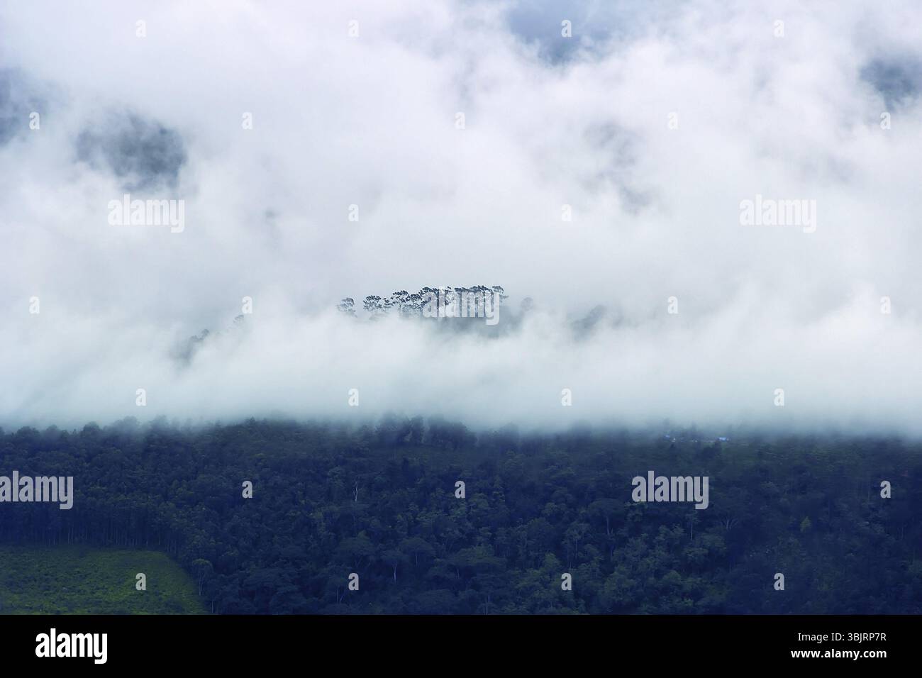 La nube copre la montagna e l'umidità monsonica è costantemente avvolto foresta è la cosiddetta foresta di cloud (nephelohylea) che crea l'ecosistema più produttivo Foto Stock