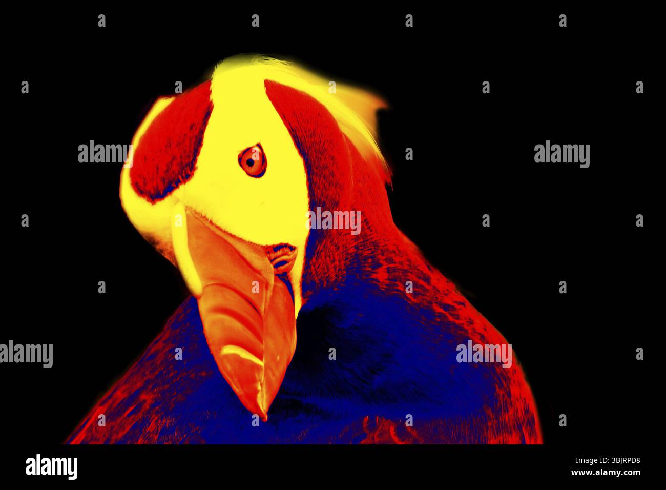 Fratercola in termocamera ad alta tecnologia scientifica su sfondo nero isolato Foto Stock