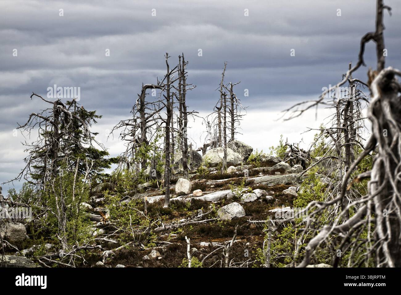 Morto di alberi a secco di bizzarro strana forma sulla parte superiore della taiga settentrionale colline, writhen tree. Vita dura e portare alla perversione della forma (maxima) Foto Stock