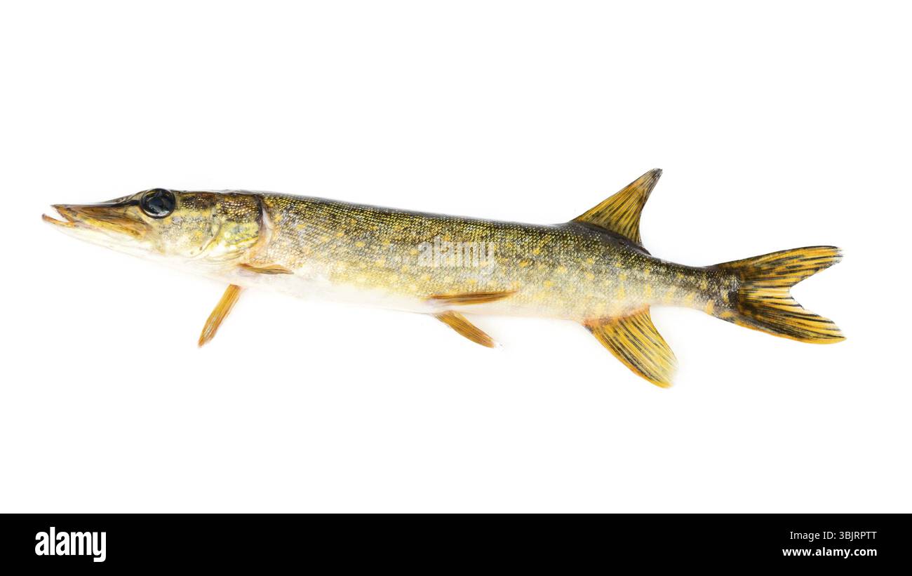 Pike isolato su sfondo bianco. Pesci predatori d'acqua dolce del mondo Foto Stock