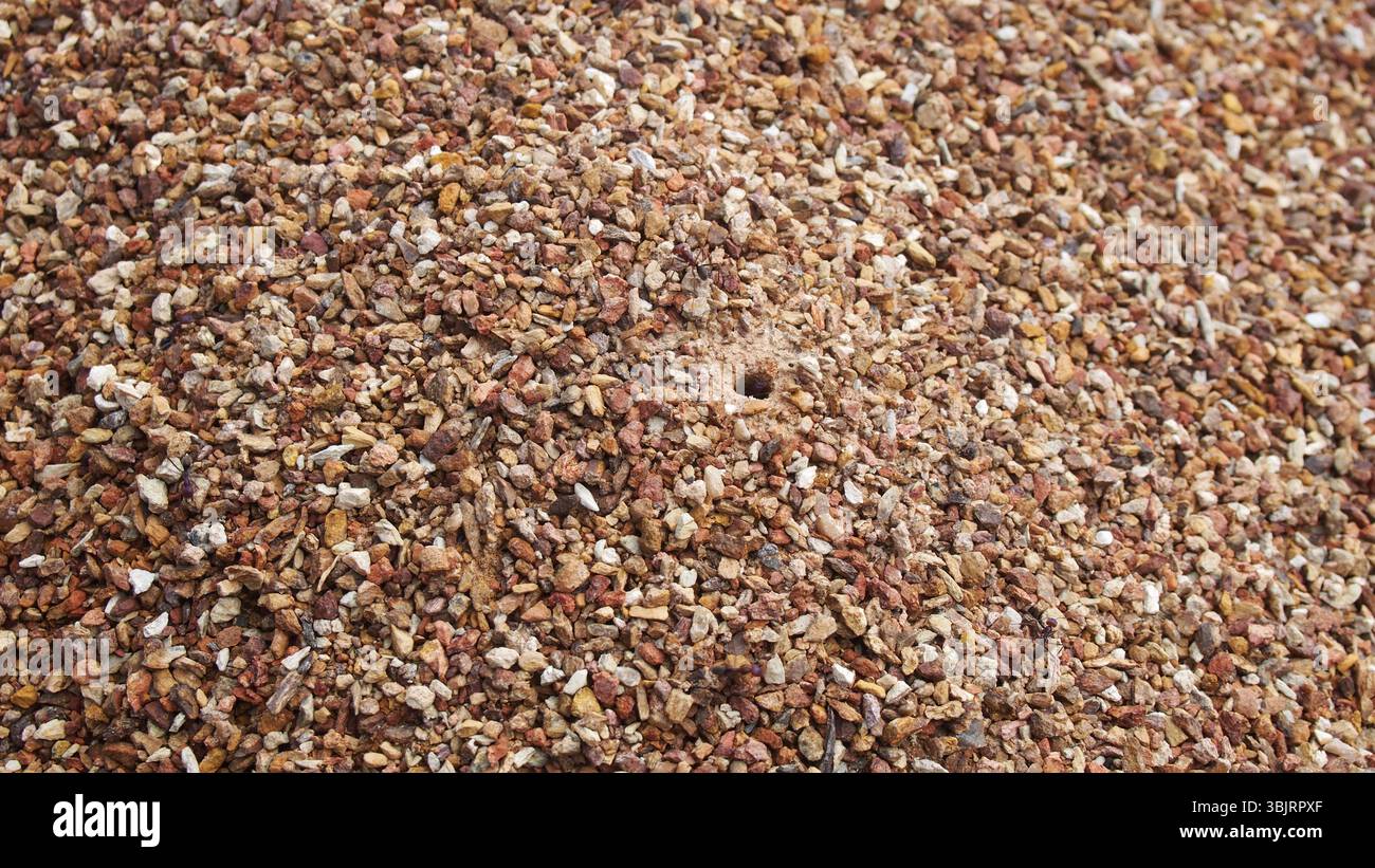 Una collina di formiche autoctone ricoperta di ciottoli multicolori. Ci sono alcune formiche che pattugliano l'entrata. Vista ravvicinata durante il giorno dell'inverno soleggiato Foto Stock