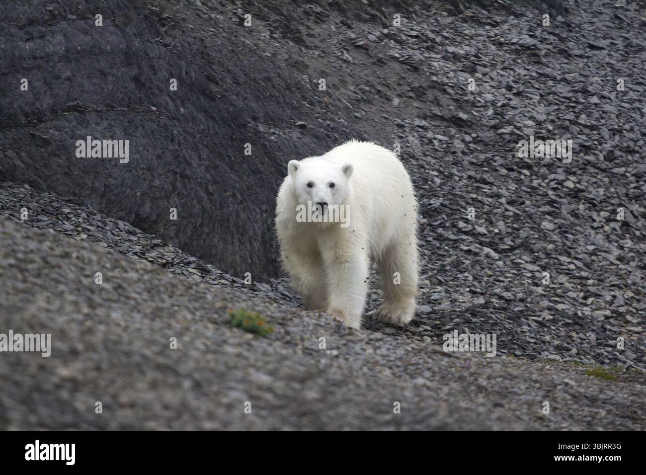 Orso polare (Ursus maritimus) si muove tra i polari deserto pietroso, sniffs, si guarda intorno Foto Stock