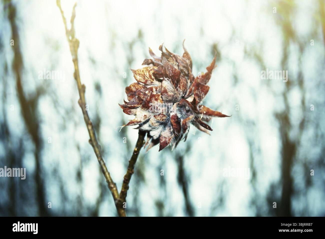 Malattie di alberi. Questo non è un fiore, ma una crescita patologica del salice Bud sotto l'influenza di artropodi o virus o mutazioni, streghe' Foto Stock
