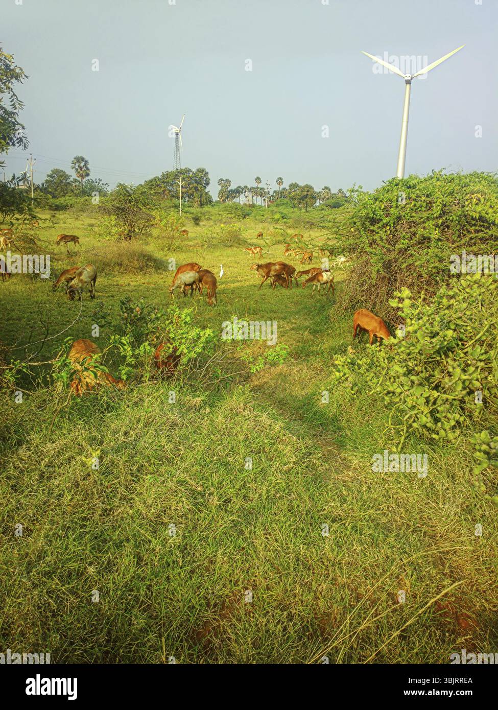 Effettuare riprese a colori moderni idillio rustico (pastorale, luogo accogliente) in India. Fine-wooled agnello indiano, fico d'india di acacia, di arbusti da fiore, guardabuoi (Bubulc Foto Stock