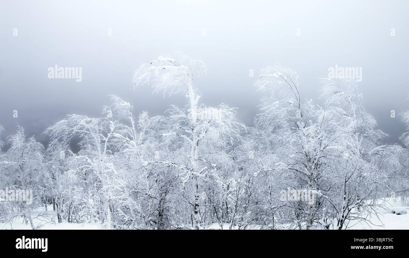 Gelate Siberiane. La nana alberi piegati sotto la pressione del Nord vento freddo, il gelo e la neve Foto Stock