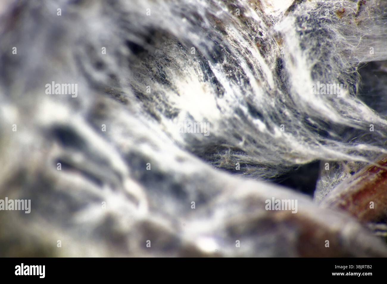 Le alghe acqua inquinata. film di alghe sulla superficie dell'acqua impedendo la formazione di ossigeno e causando la morte per gli organismi acquatici Foto Stock