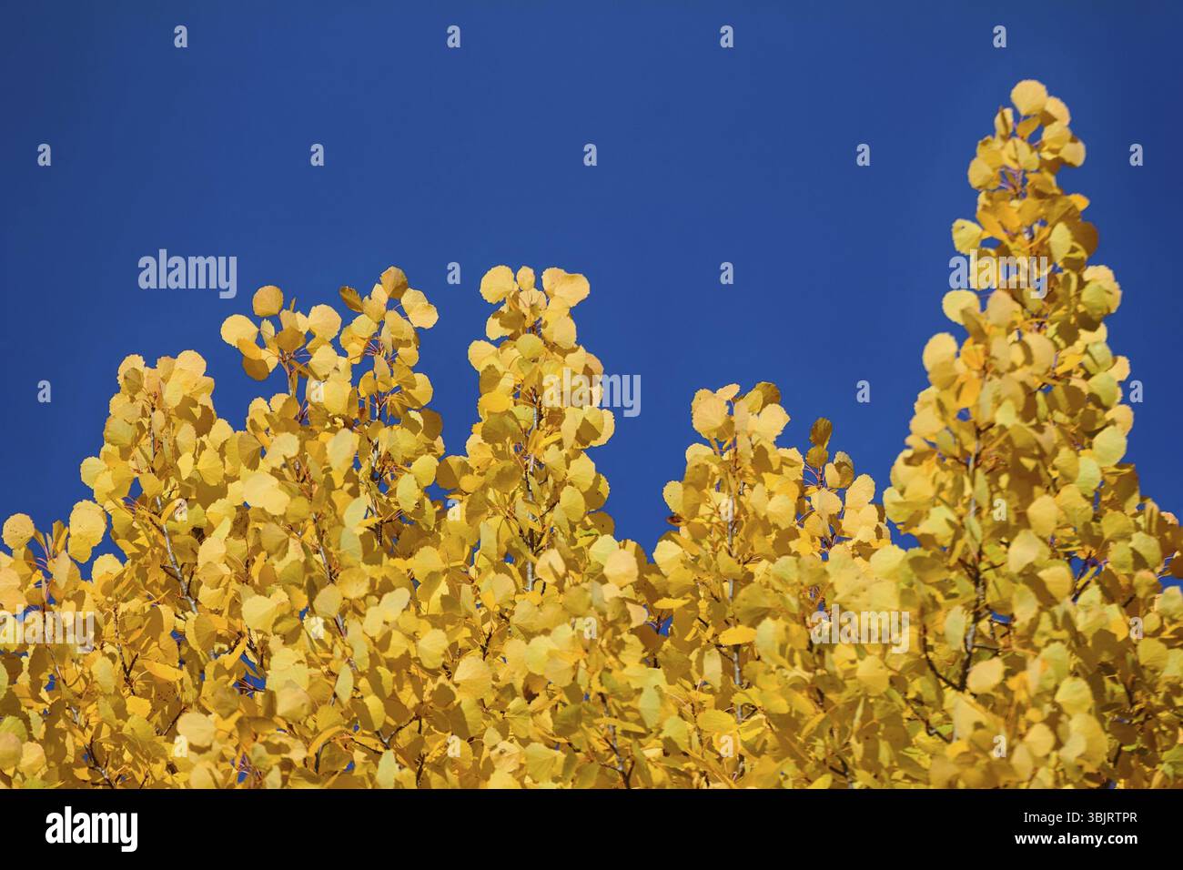 Giallo autunno fogliame. Aspen lascia come monete d'oro. Il contrasto del giallo e del blu del cielo reciprocamente migliora il colore. Campione di colori contrastanti (guadagno o Foto Stock