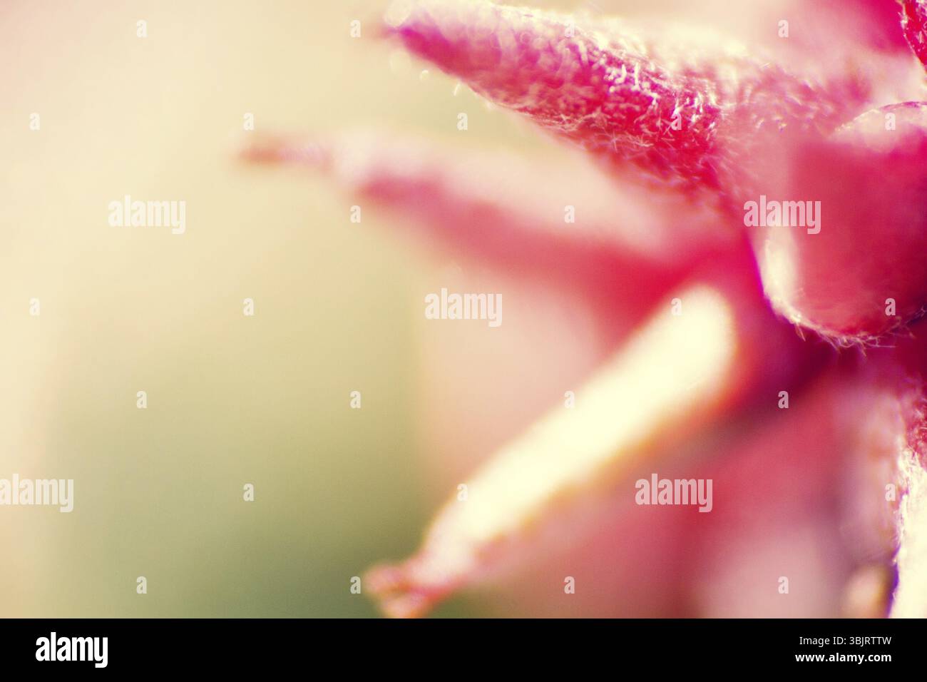 Bel fiore in macro. flora di fiori selvatici con zoom enorme Foto Stock