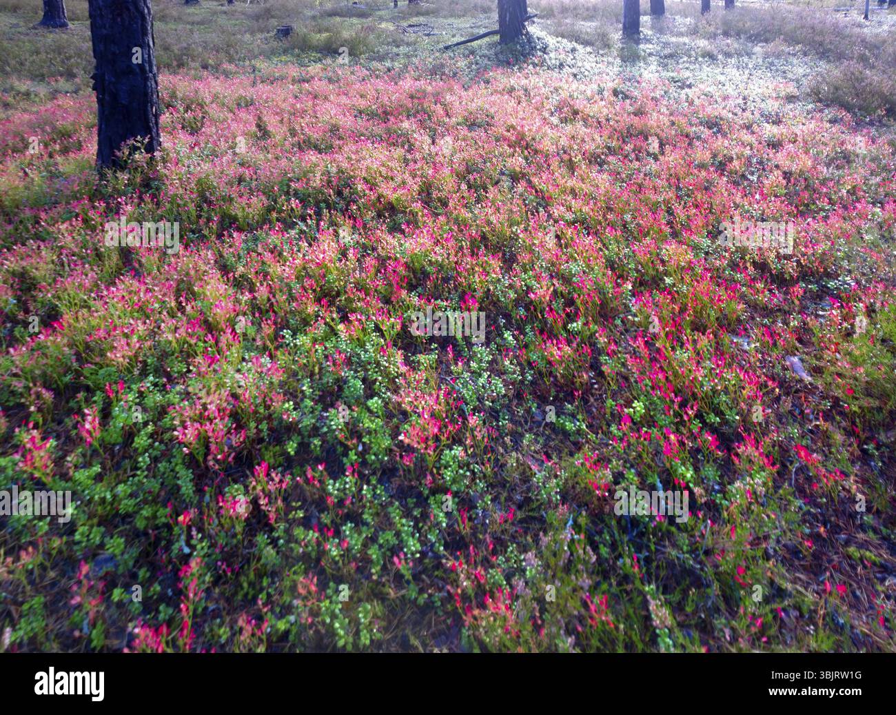 Successione antropogenica: Vecchia foresta bruciata, erica e mirtilli rossi nella pineta, foto in contre Foto Stock