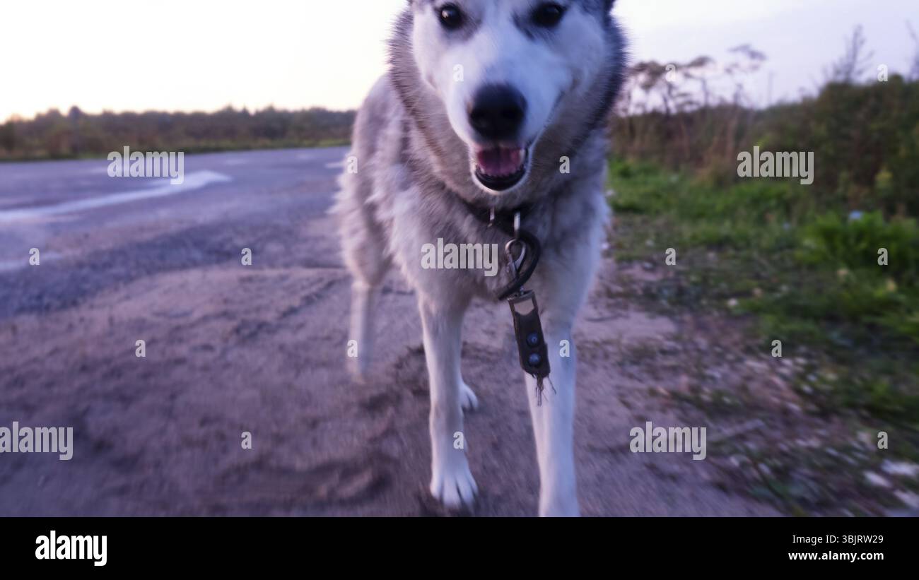 I cani in russo il nord è la parte esterna di diverse razze di laika (huskies). Cane in serata la strada forestale. Foto sfocate Foto Stock
