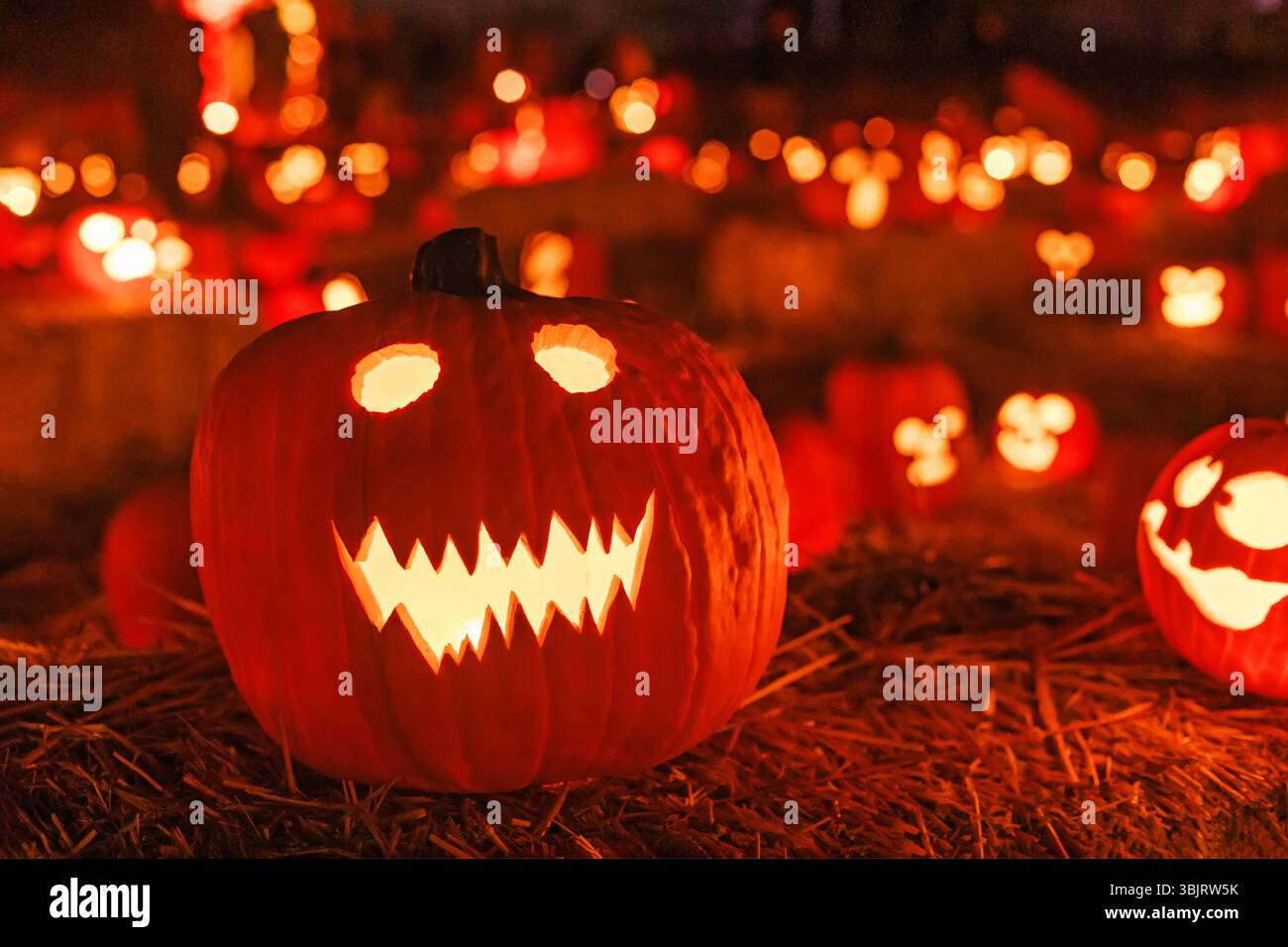 Le zucche di Halloween brillano brillantemente in una festa all'aperto durante la stagione autunnale Foto Stock