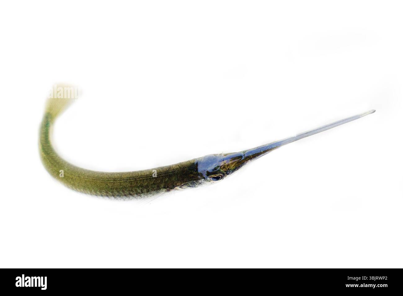 Pesce dell'India, Backwater Kerala. Pesci gargari di acqua dolce (Xenentodon cancila o Xenentodon canciloides), pesci predatori, pesci grossolani, pesci di acqua dolce, riv Foto Stock