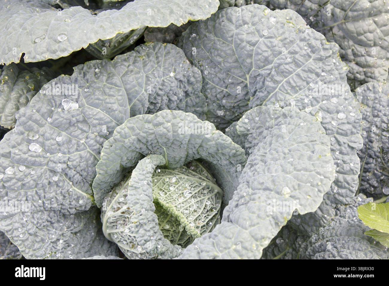 Cavolo in giardino privato - Fattoria la verza dopo l'innaffiamento. Giardino alla francese di verdure Foto Stock