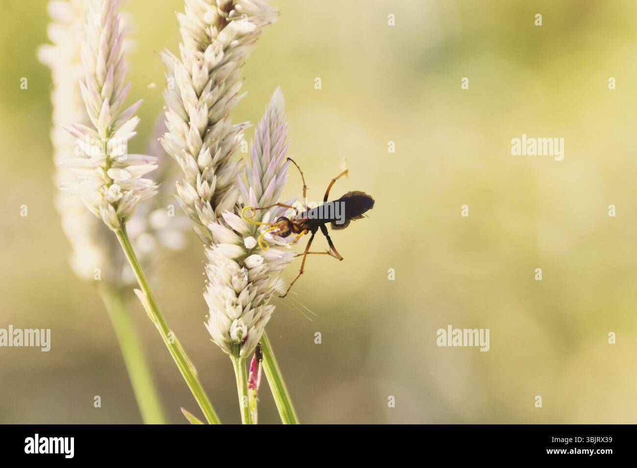 Belle orecchie di grano e un nero-e-giallo parassita Ichneumon da ordine Hymenoptera. Insetti macro della Thailandia Foto Stock