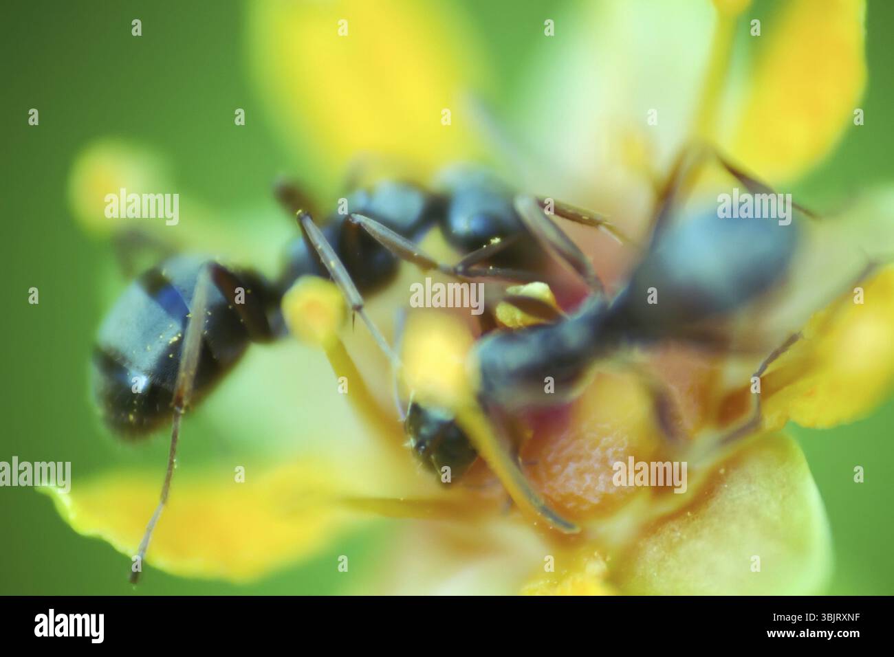 Fiore microscopico delle dimensioni di una formica attira insetti con abbondanza di nettare. Formica foraggiatrice. Finestra sul mondo di ultra macro, tundra di montagna hi Foto Stock