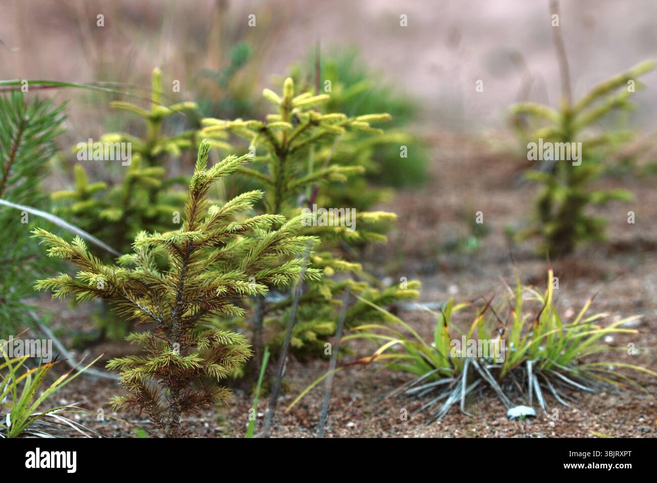 Il rimboschimento. Giovani abeti piantati (la ricrescita) su appezzamento di terreno sabbioso, abete rosso di sottobosco. Piccoli alberi in estate Foto Stock