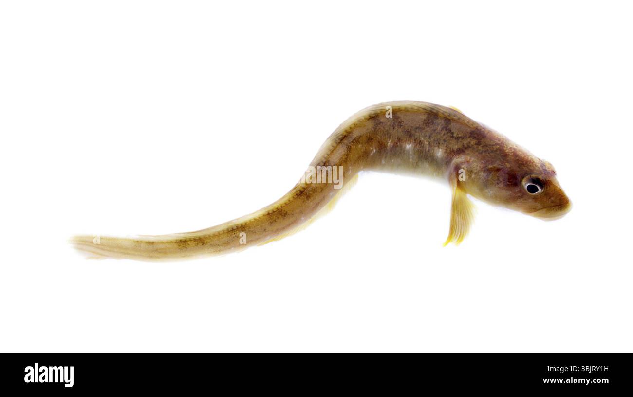 Animale molto attraente in pose diverse Foto Stock