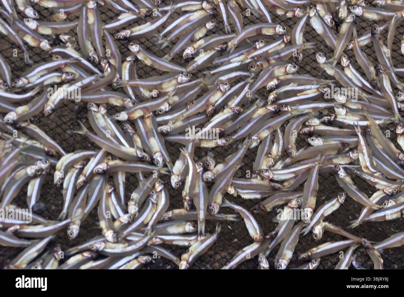 Pesce piccolo (ca com) per la produzione di salsa di pesce in fabbrica. La salsa di pesce in Vietnam è un prodotto nazionale Foto Stock