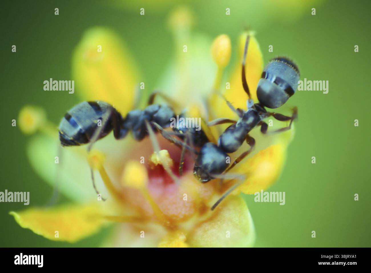 Sfocata. fiore microscopica delle dimensioni di una formica attira gli insetti con un abbondanza di nettare. Rovistando ant. Finestra nel mondo delle macro ultra, montagna Foto Stock