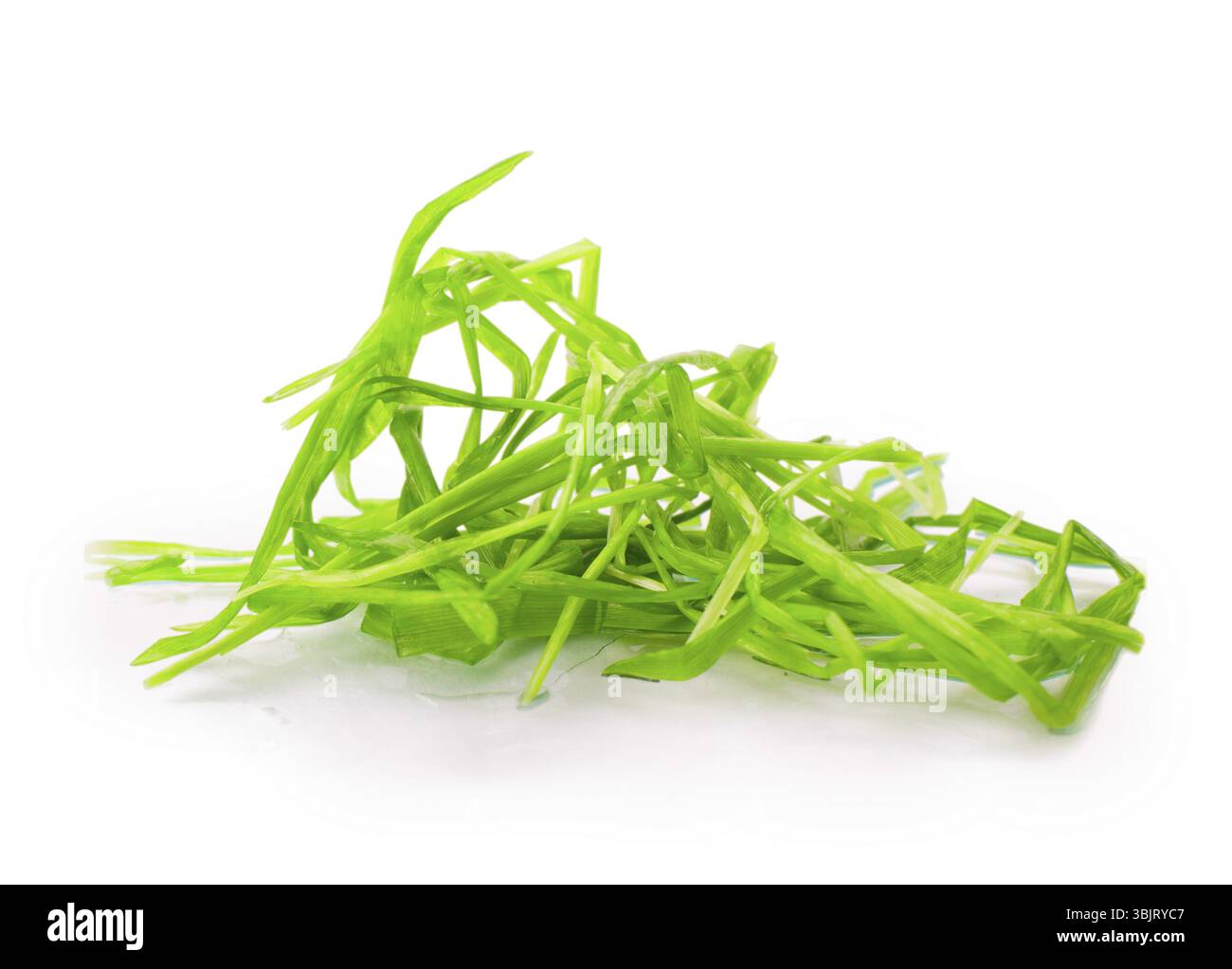 Nuova erba verde primaverile su sfondo bianco Foto Stock