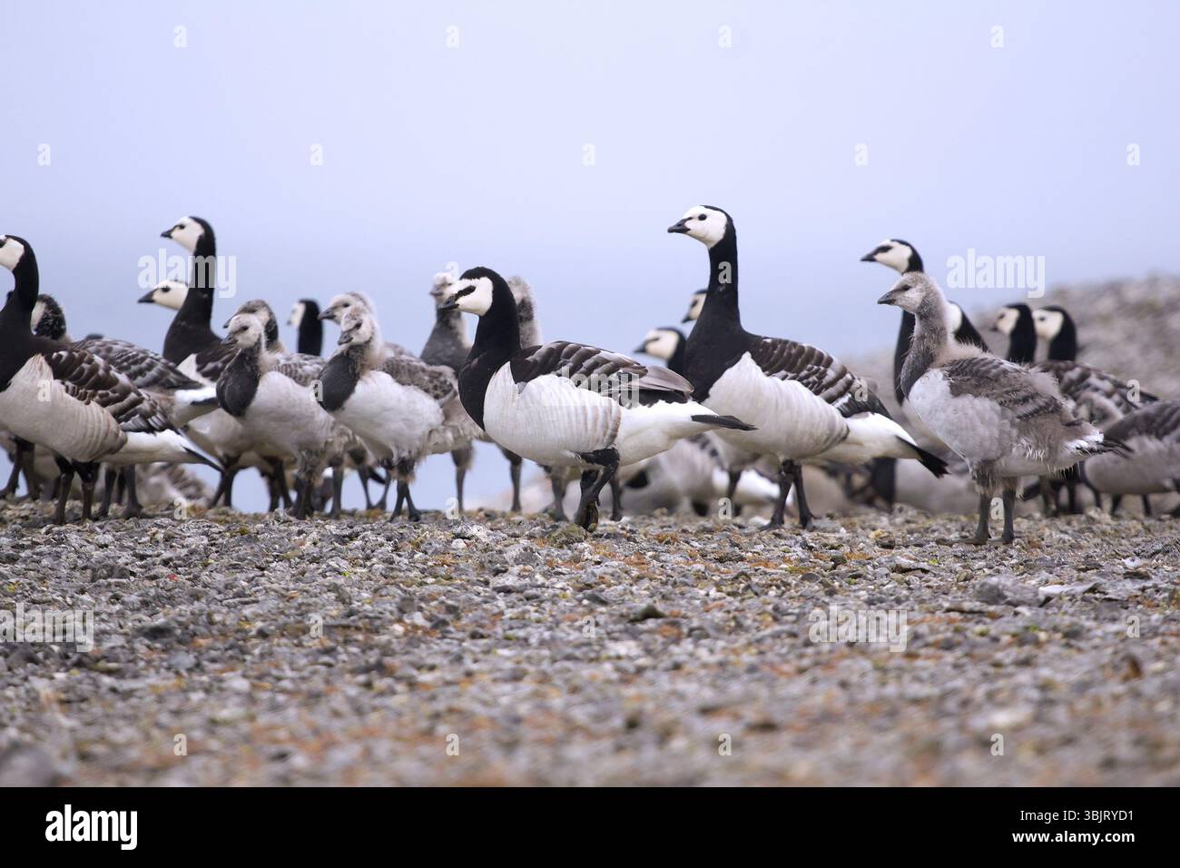 Un branco di oche per adulti con pulcini nel deserto artico Foto Stock