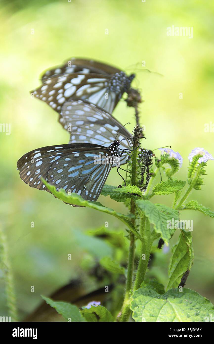 Farfalle del genere Milkweed Butterfly (Danaidae) probabilmente Euploea mulciber durante la migrazione nello Sri Lanka (parte meridionale, foresta pluviale) Foto Stock