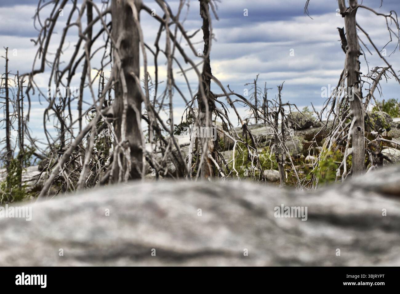 Alberi secchi morti di forma strana e bizzarra sulla cima delle colline taiga settentrionali, albero writhen Foto Stock