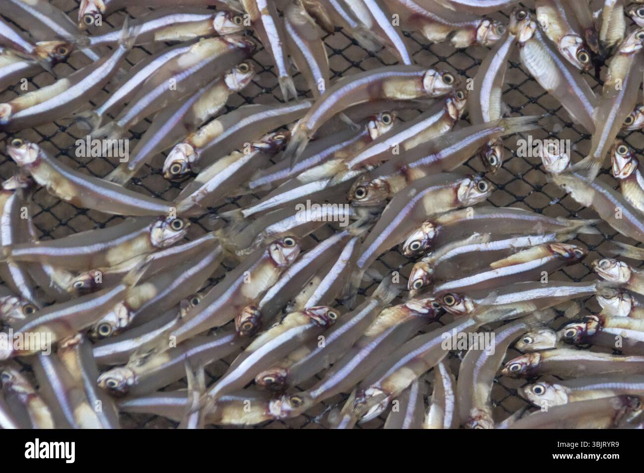 Pesce piccolo (ca com) per la produzione di salsa di pesce in fabbrica. La salsa di pesce in Vietnam è un prodotto nazionale Foto Stock