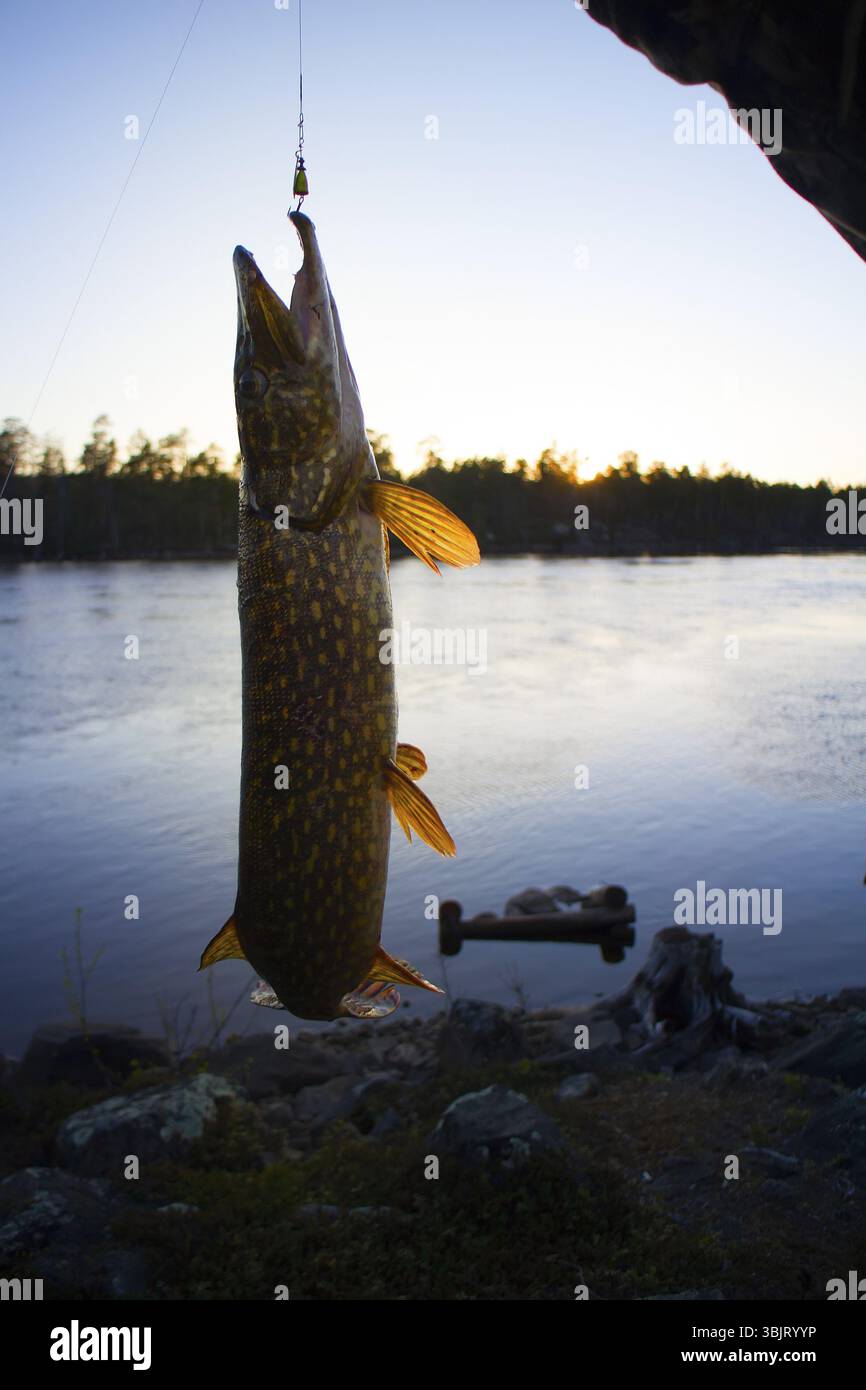 Grande luccio pesca d'acqua turbolenta Foto Stock