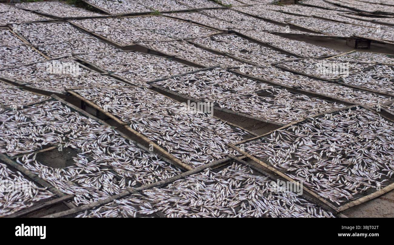 Pesce piccolo (ca com) per la produzione di salsa di pesce in fabbrica. La salsa di pesce in Vietnam è un prodotto nazionale Foto Stock