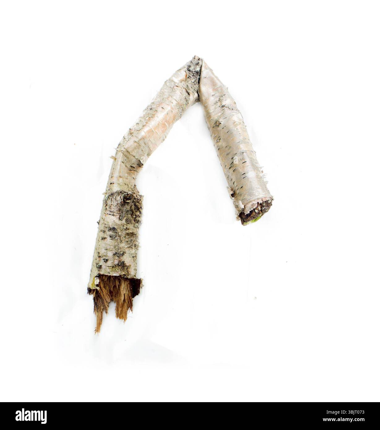 Pezzo di intatto morto per cause naturali albero Foto Stock