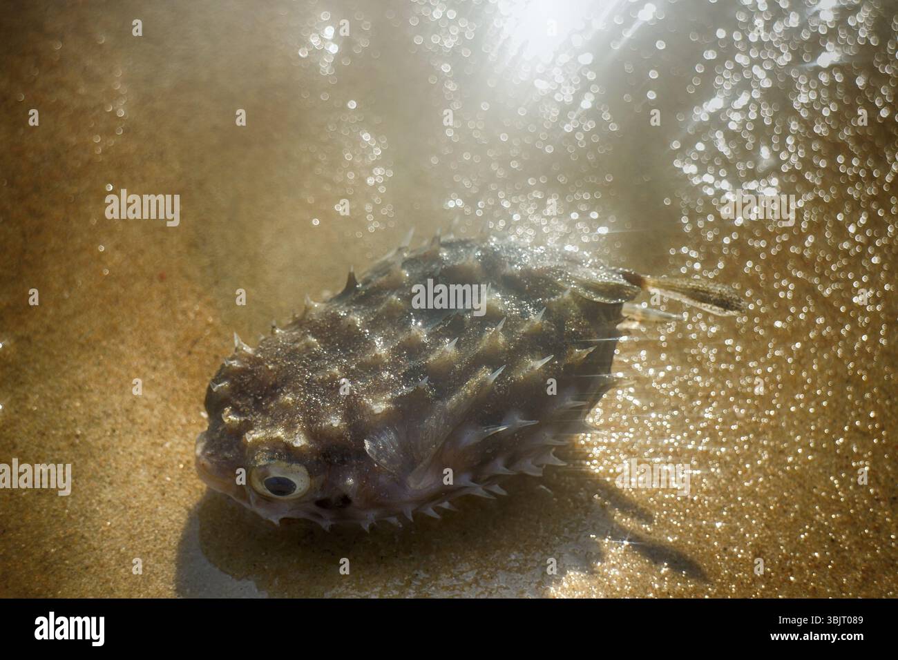Meravigliose spiagge sulla costa del mare Arabico (Goa e Kerala) in cui è possibile raccogliere i granchi e pesci e conchiglie. Pesci - Pesci balestra Foto Stock