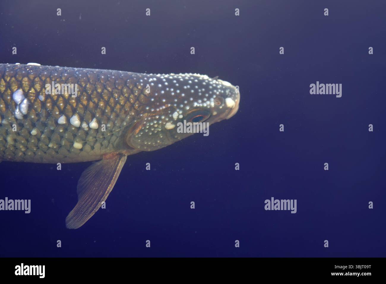 Ichtiologia. Il Roach (Rutilus rutilus) è in uno stato di accoppiamento. Nel periodo prima della riproduzione (per una settimana), i maschi sono coperti di pimples (spawnin Foto Stock