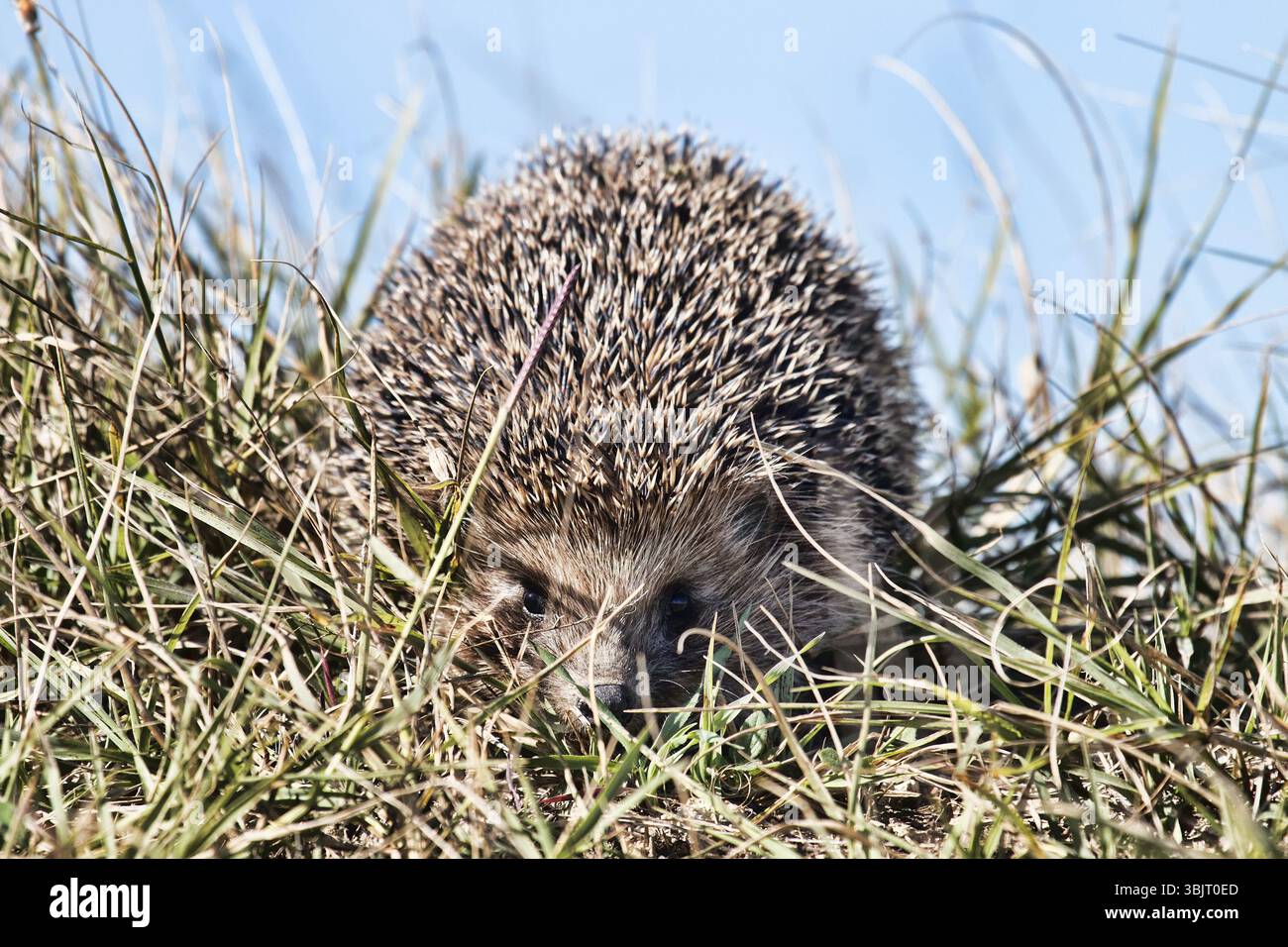 Riccio in primavera erba, close-up Foto Stock
