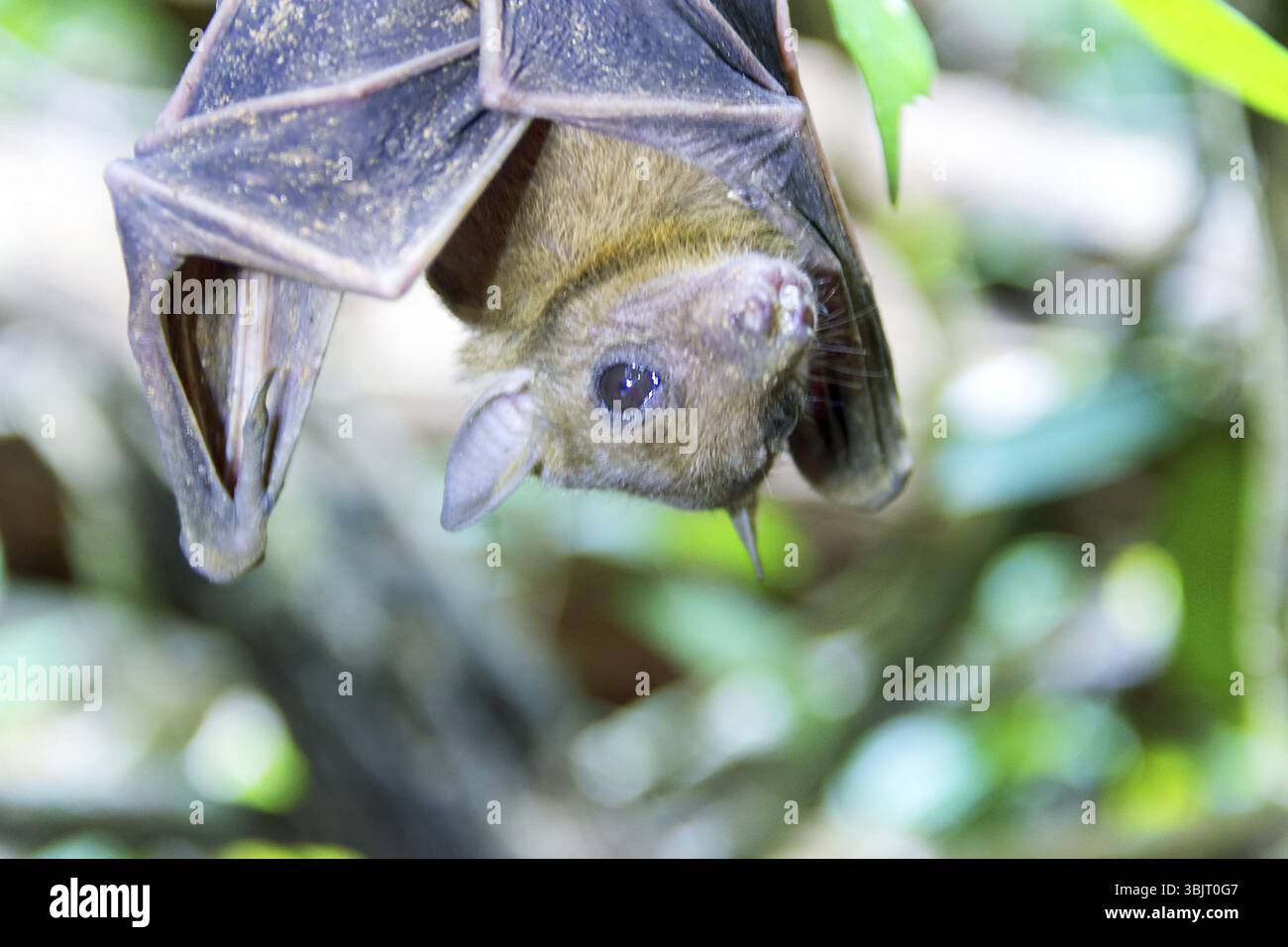 BAT ritratto. Volpe di volo indiana (Pteropus giganteus chinghaiensis) dalla foresta pluviale tropicale dello Sri Lanka, giovane individuo Foto Stock