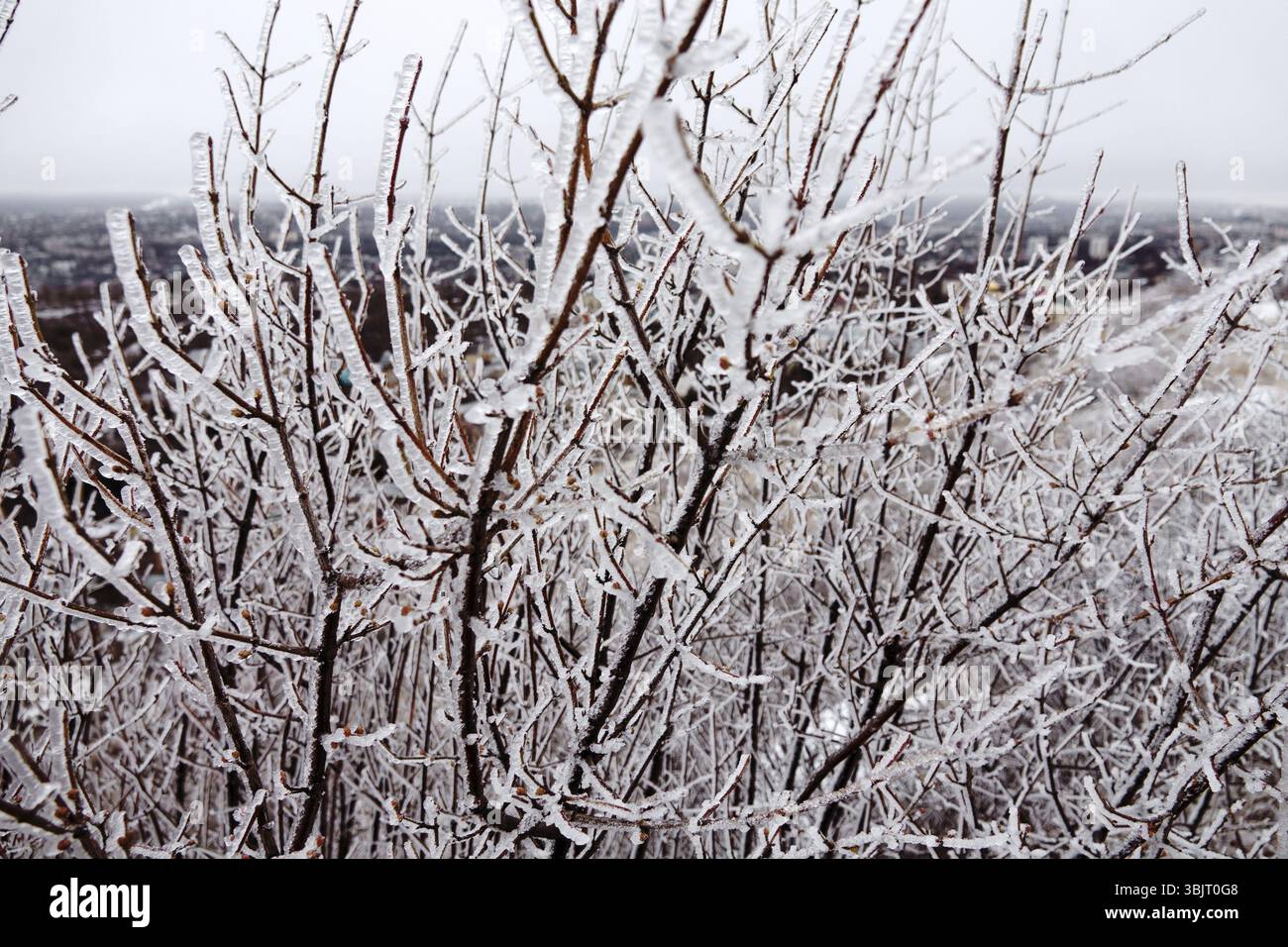 Disastro naturale in forma di ghiaccio pioggia è venuto al sud della regione orientale di parte europea. Bella a piena scala glaciazione tutto Foto Stock