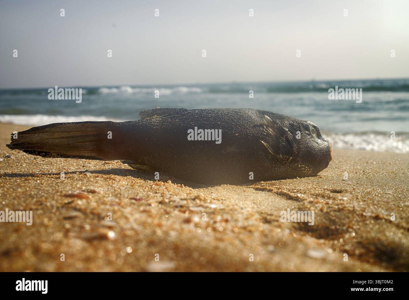 Meravigliose spiagge sulla costa del mare Arabico (Goa e Kerala) in cui è possibile raccogliere i granchi e pesci e conchiglie. Pesci - Pesci balestra Foto Stock