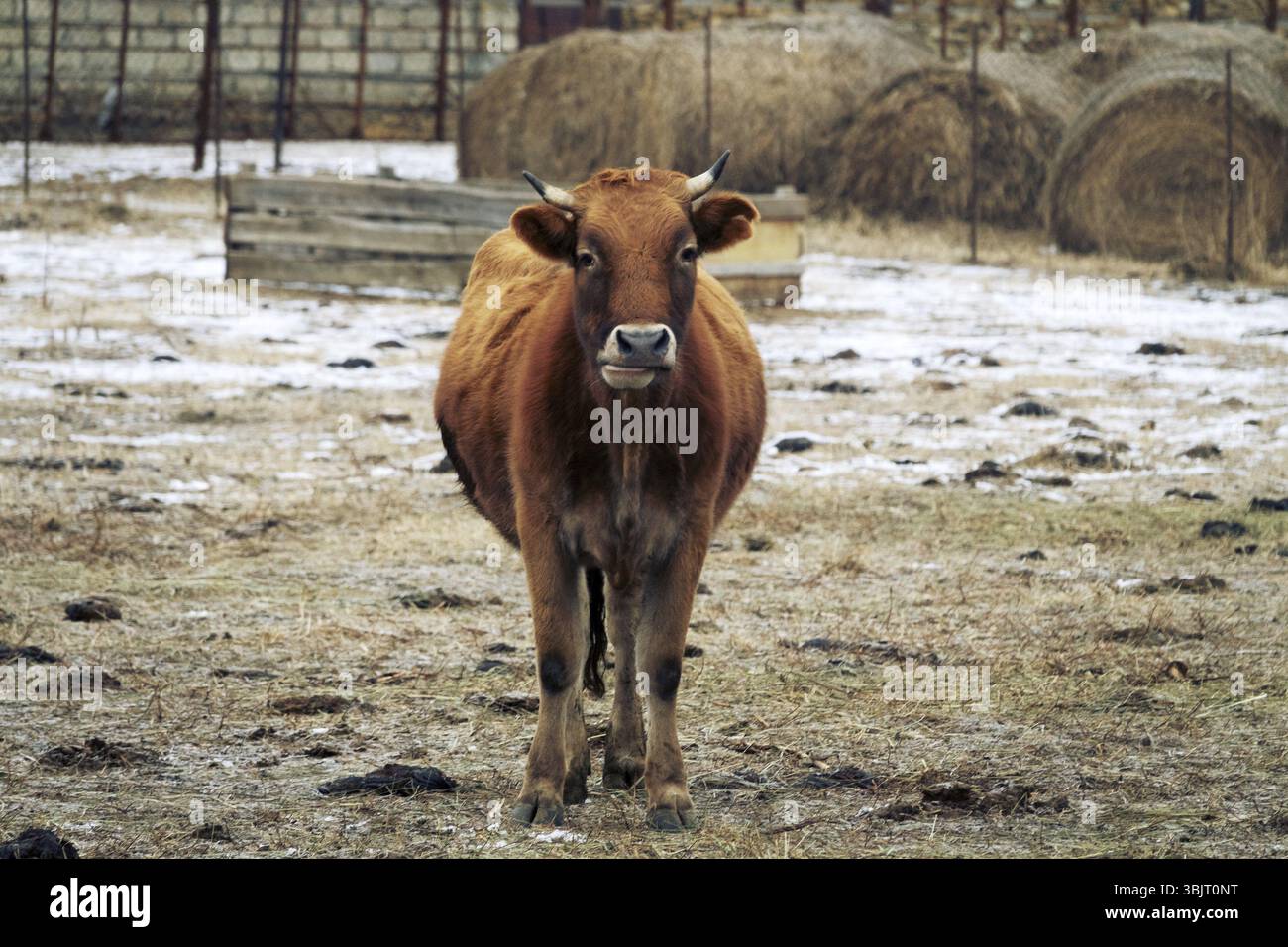 Mucca Red Suit e forte fisico in cortile. Allevamento di Bestiame nel Caucaso. Razza Aberdeen-Angus e ibridi Foto Stock